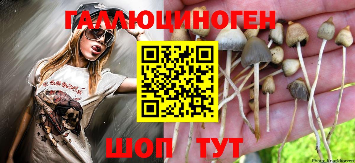 Псилоцибиновые грибы Cubensis Михайловка